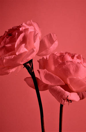 Pastel Red Aesthetic Garden Roses — Honor MagicPad4 Wallpaper