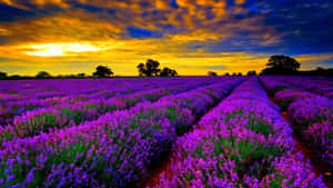 HD background