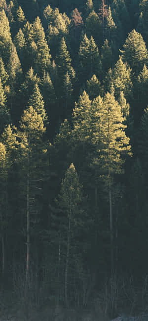 Trees Iphone — Pixel 8 Wallpaper