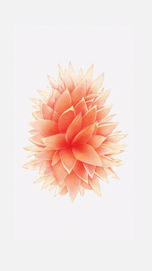 Peach-Colored Flower iPhone SE