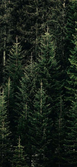 Pine Tree Background — OnePlus Wallpaper