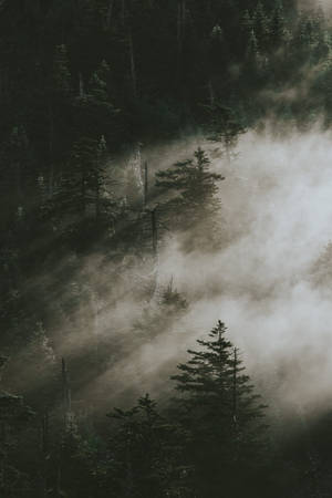 Pine Trees Sa Smoky Mountains — Maambon na kagubatan Wallpaper