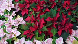 Rosas at Pulang Poinsettias na wallpaper — Studio Display Wallpaper