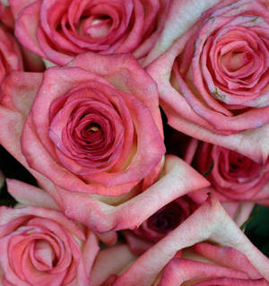 Pink Color Roses Close Up — Honor Magic V5 Wallpaper