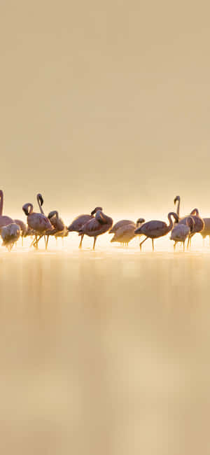 Photography Flamingo Iphone — iPhone 17e Wallpaper