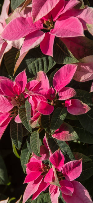 Pink Poinsettia HD wallpaper — ROG Phone 9 FE Wallpaper