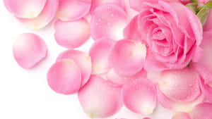 Pink Roses Background