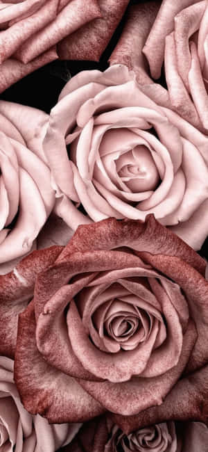 Aesthetic Rose Gold Background — Pixel 9 Pro XL Wallpaper