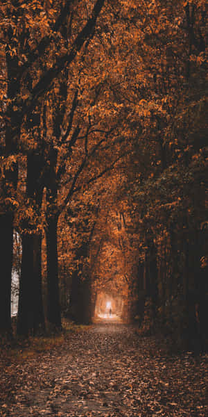 Pixel 3 Taglagas Likuran — Autumn Wallpaper