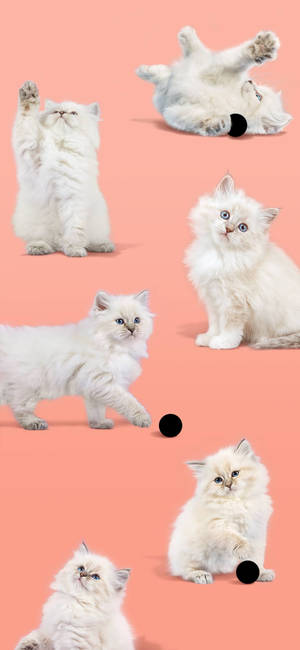 Pixel 4 Cute White Cat wallpaper