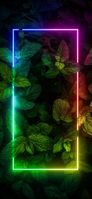 Plants With Border Neon Aesthetic Iphone — Floral iPhone Wallpaper