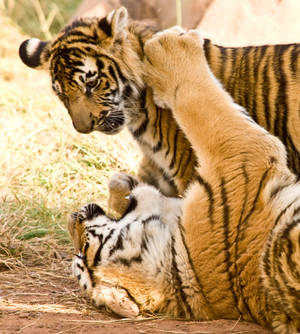 Play Fighting Tiger iPhone — Nubia Flip Wallpaper
