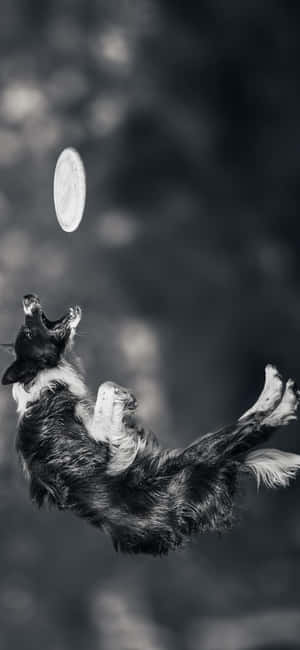 Iphone Xs Frisbee Background — iPhone 14 Pro Max Wallpaper