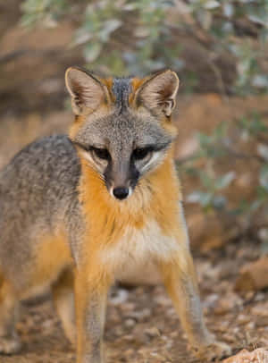 Mga Larawan ng Gray Fox — iPad 9th Generation Wallpaper