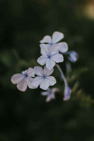 Plumbago Blue Flowers Phone — Huawei MatePad 11.5 (2026) Wallpaper