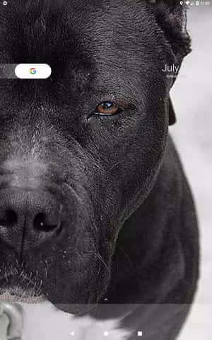 Black Pitbull — Galaxy Tab S10+ Wallpaper