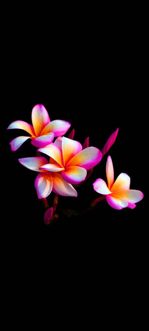 Magandang Plumeria Flower Mobile — OnePlus 11 Wallpaper