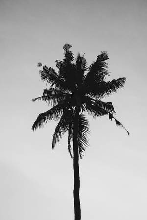 Puno at Puti na Nag-iisang Puno ng Niyog — Itim at puting aesthetic GIF Wallpaper