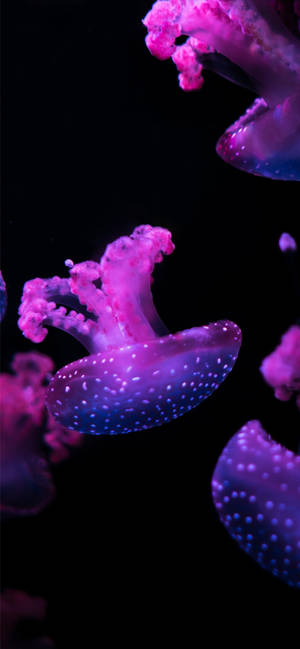 Purple Aesthetic Phone Jellyfish — Galaxy Note Wallpaper