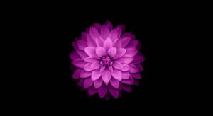Purple Flower Macbook Air
