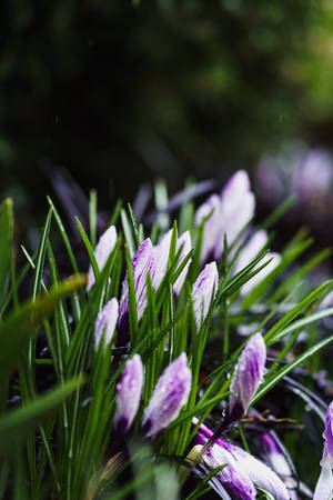 Purple spring flowers wallpaper