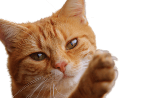 Pusang Ginger na Nagtataas ng Paa — Nyan cat Wallpaper