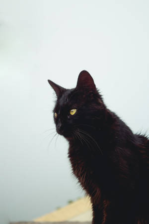 Pusang Itim na Mahaba ang Buhok — Itim na Pusa Wallpaper