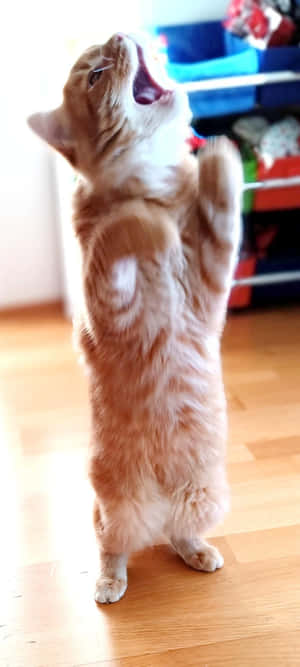 Pusang Sumasayaw na Nakatayo.jpg