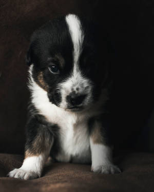 Puting At Itim na Cute na Tuta sa Sofa — Cute puppy Wallpaper