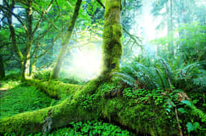 Rainforest Background — MacBook Pro 14 Wallpaper