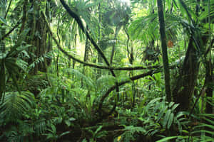 Rainforest Background — MacBook Air 13 Wallpaper
