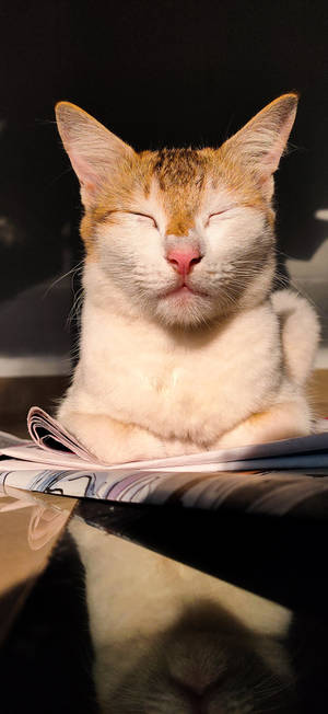 Realme Pusa Antok