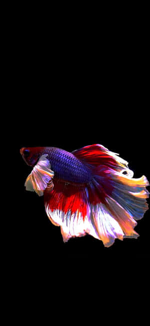 Android Fish Background — Galaxy S24 FE Wallpaper