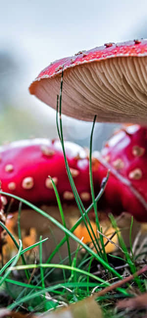 Mushroom Phone — Pixel 9 Pro XL Wallpaper