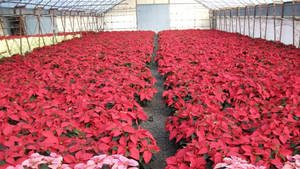 Red Poinsettia Greenhouse wallpaper — iMac Wallpaper