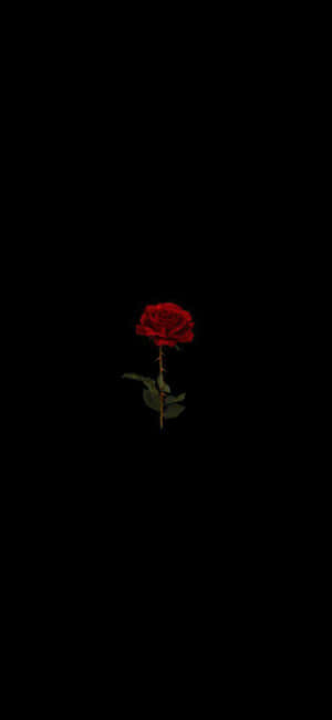 Pixel 3xl Amoled Background — Rosas na Bulaklak Wallpaper