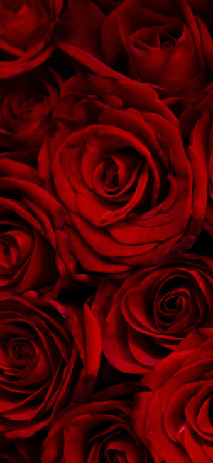 Roses pictures — iPhone 17 Pro Wallpaper