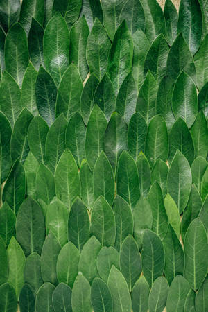 Redmi 4k Plant Group — Redmi Wallpaper