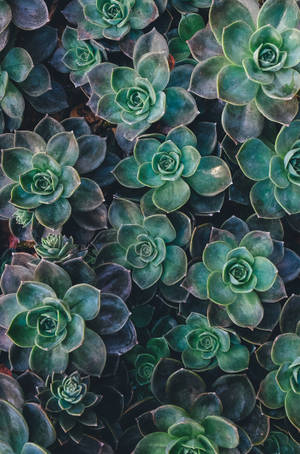 Redmi 4k mga Succulent — Redmi Wallpaper