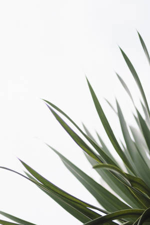 Redmi 4k Sword Plant — Redmi Wallpaper