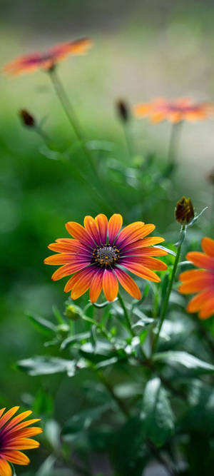 Redmi Note 10 African Daisy Close-Up — iPhone X Wallpaper