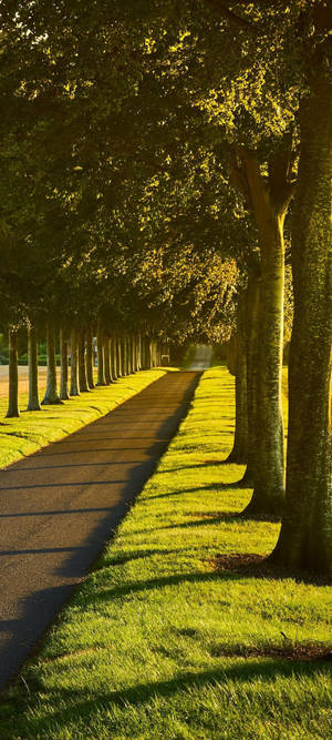 Redmi Note 10 Empty Sunlit Road — Pixel 10 Wallpaper