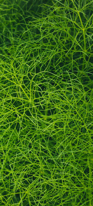Redmi Note 10 Berdeng Aquarium Plant — Pixel 10 Wallpaper