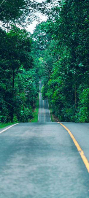 Redmi Note 10 Long Forest Road — Galaxy S25 Edge Wallpaper