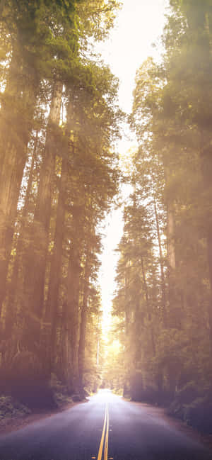 Redwood National Park Avenue Of The Giants — Motorola Edge 70 Fusion Wallpaper