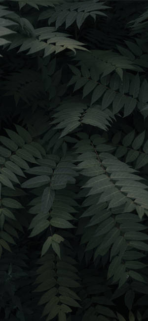 Plants Iphone — Floral iPhone Wallpaper