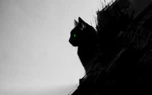 Mga larawan ng Itim na Pusa — Cat Noir Wallpaper