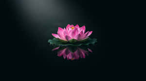 lotus, pink lotus, water lily, reflection, zen, meditation, wellness, floating, minimalist, spa, peaceful, tranquility, dark background, nature, flower, bloom, purity, spirituality, yoga, relaxation
