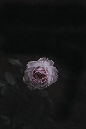 bulaklak ng rosas — Rosas na Bulaklak Wallpaper