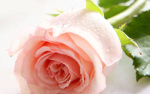 Mga Wallpaper Para sa > Natural na Rosas na Wallpaper — Rosas na Bulaklak Wallpaper